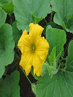かぼちゃの花