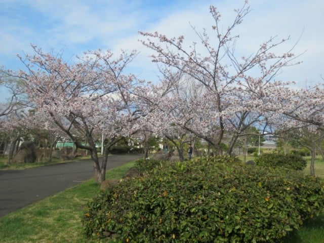 花見