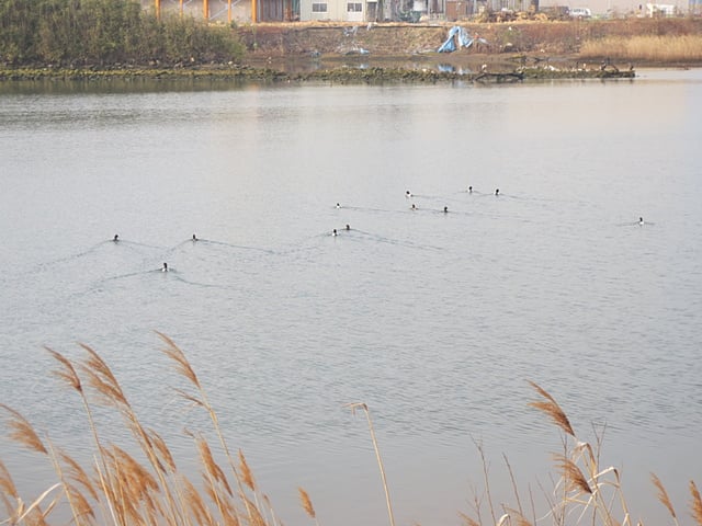 七北田川