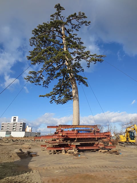 松の木移動