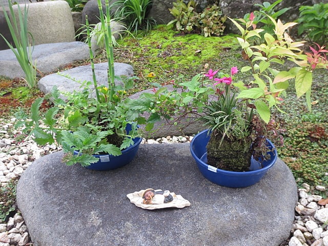 苔玉